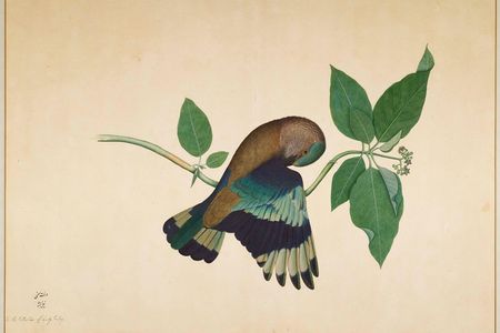 Indian Roller on Sandalwood Branch, by Shaikh Zain ud-Din, Impey Album, Calcutta, 1780.
