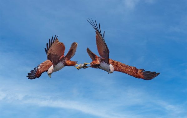 Brahminy Kites fighting over a fish thumbnail