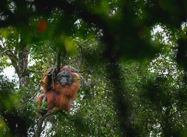 The Watchful King thumbnail