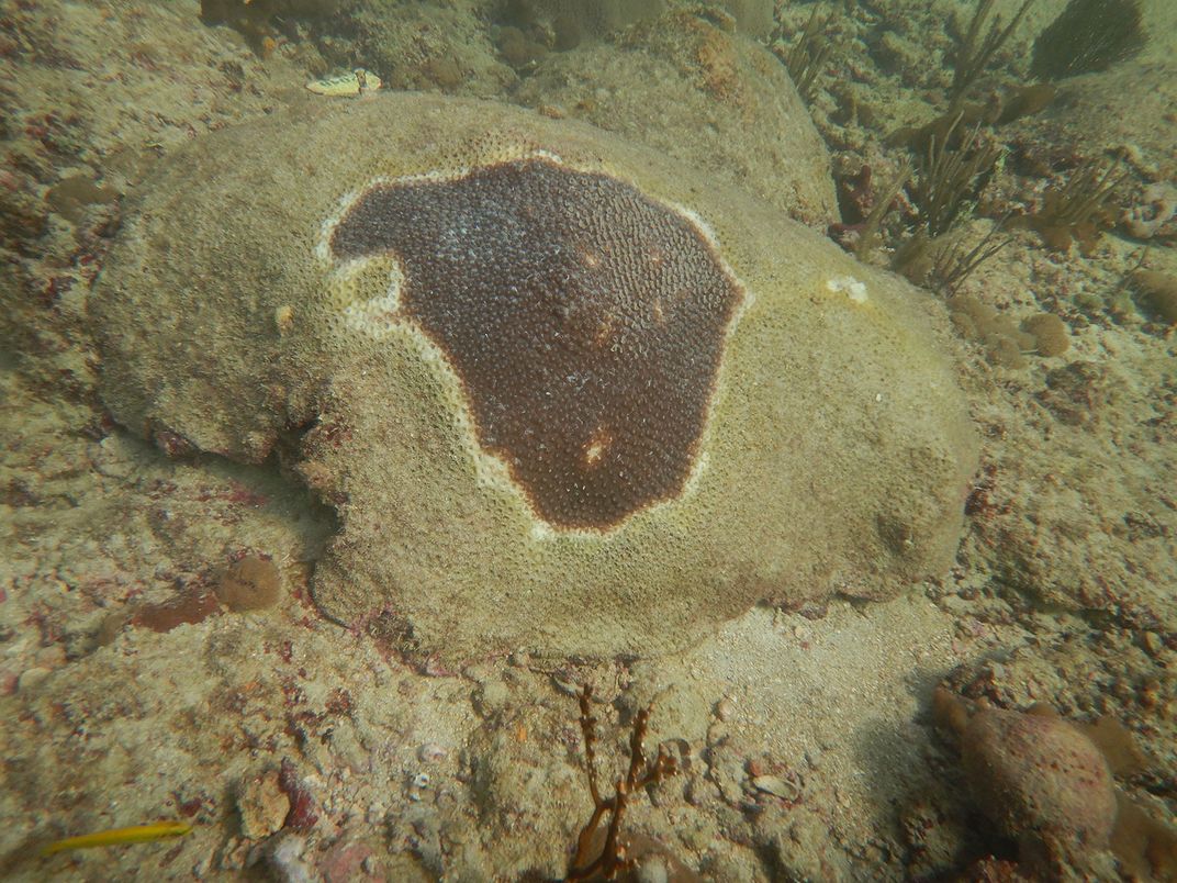 Coral Reef Affected By Disease