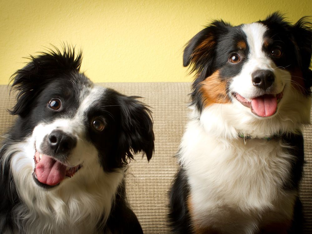 Super Smart Dogs Learn the Names of Toys Quickly (and Remember