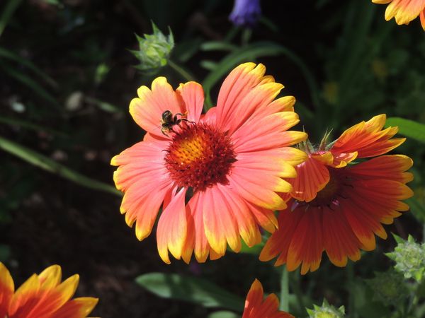 Pollinator thumbnail