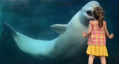 girl-with-baluga-whale-388.jpg