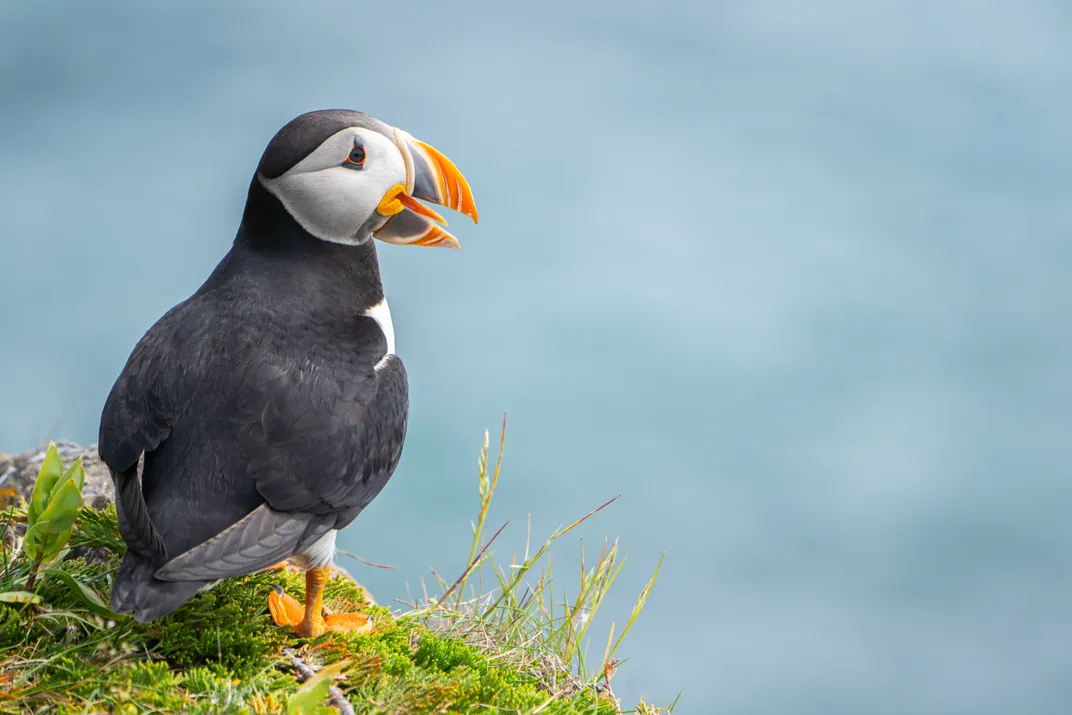 2 - The small town of Elliston is a nesting site for approximately 300 pairs of Atlantic puffins that return each May to breed and raise their chicks.