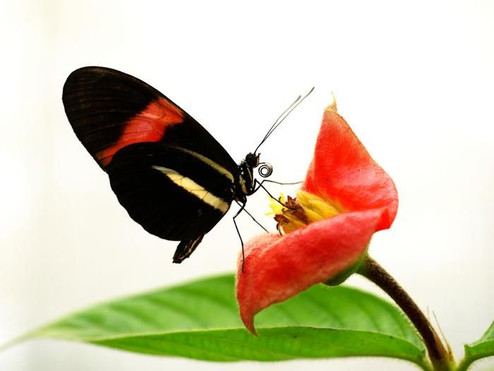 Motyle Heliconius żyją do roku — 25 razy dłużej niż krewniacy. Dlaczego?