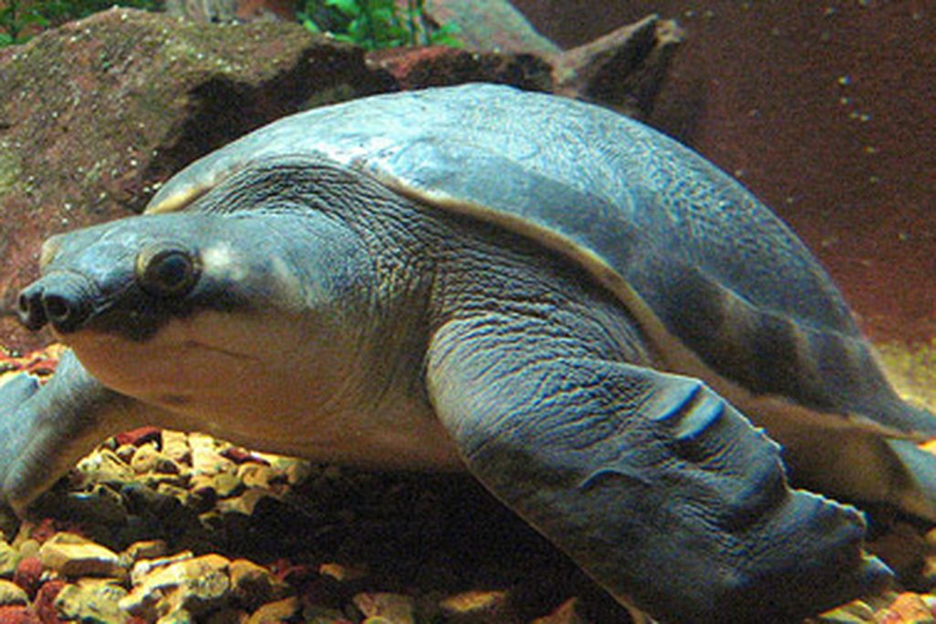 A pig-nosed turtle at the Shedd Aquarium