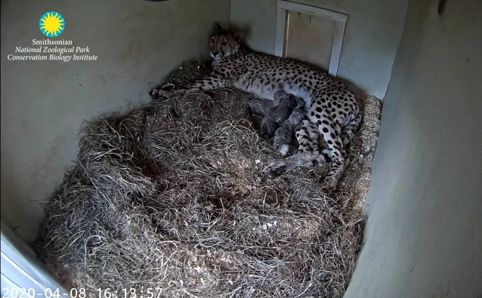 A screengrab of the Cheetah Cub Cam, where a mother cheetah can be seen nursing her four young cubs in a small den layered with hay.