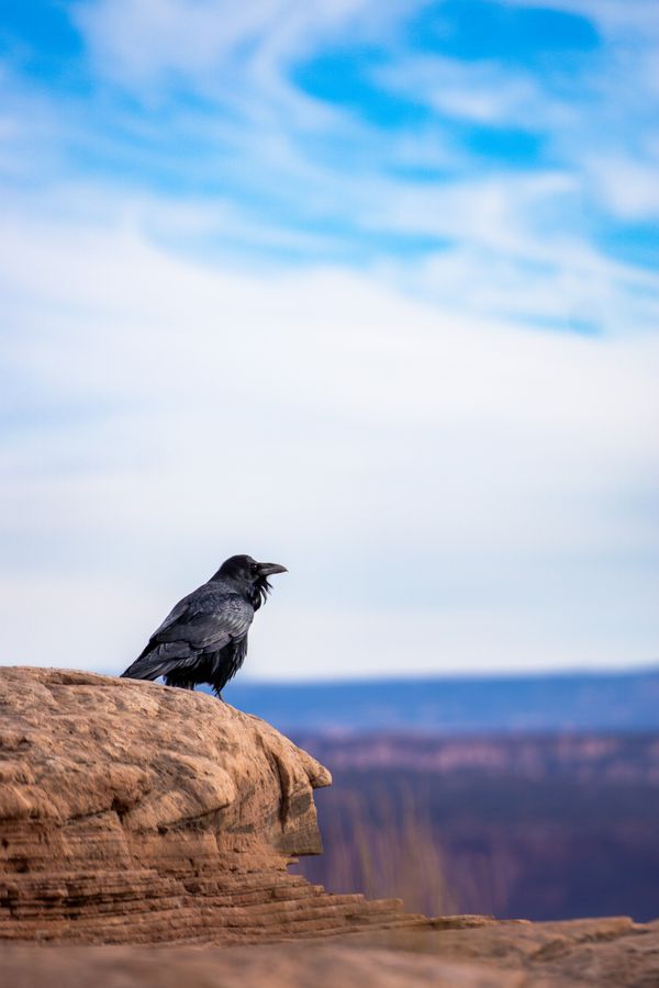 Crow overlooking Dead Horse Point thumbnail