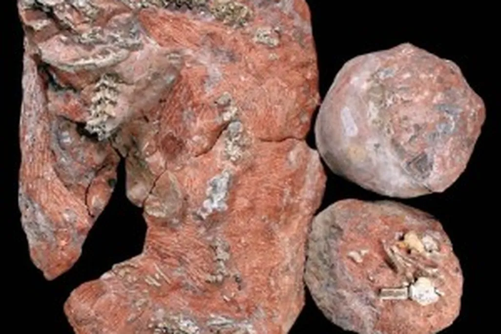 20110520083211snake-eggs-sauropod-300x295.jpg