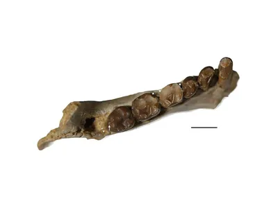 These fossilized teeth belonged to a&nbsp;Propliopithecus chirobates,&nbsp;a type of early primate that lived between 29 million and 35 million years ago.