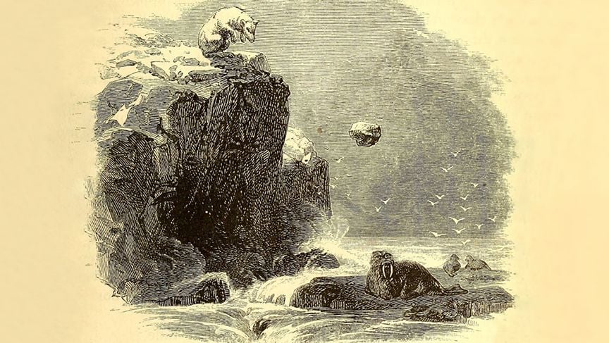 An engraving of a polar bear hurling a rock at a walrus