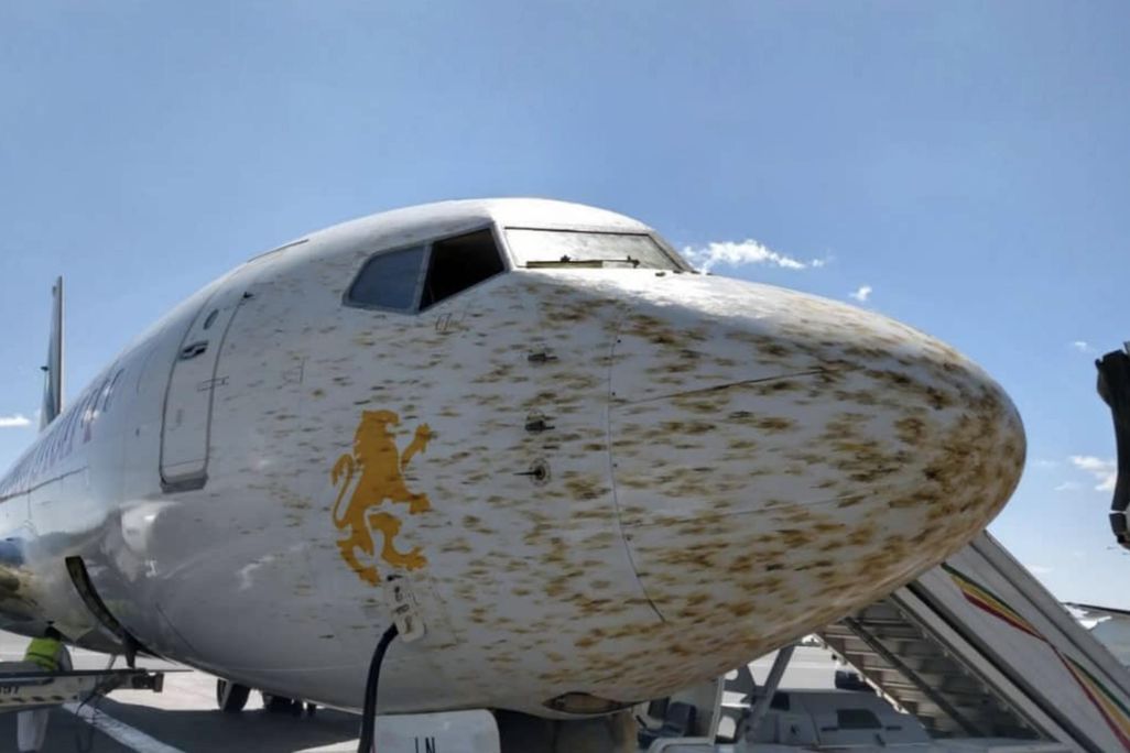 plane with nose covered with locusts