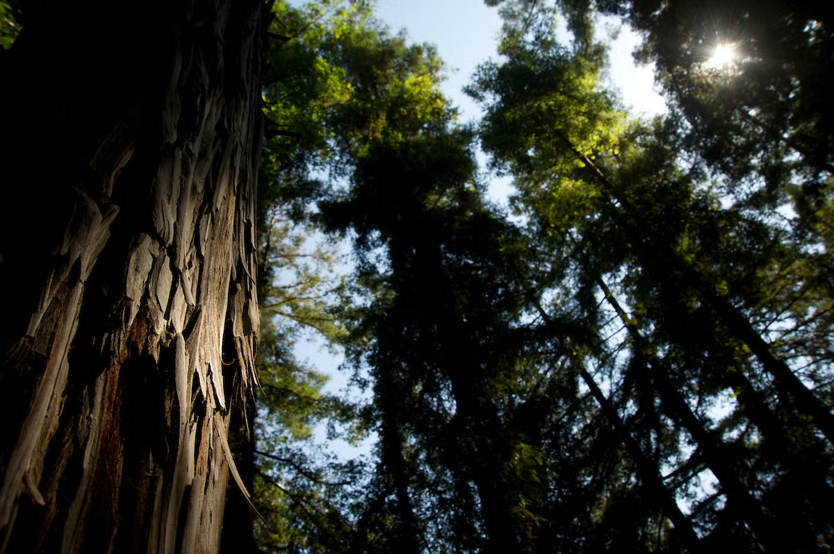 The World's Tallest Trees Seem to Struggle to Make Their Own Food During Heat Waves, Leaving Them Vulnerable as the World Warms