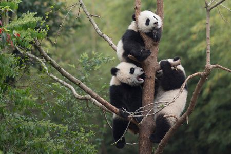 Giant Panda cubs developing their tree-climbing skills at China’s Chengdu Panda Base