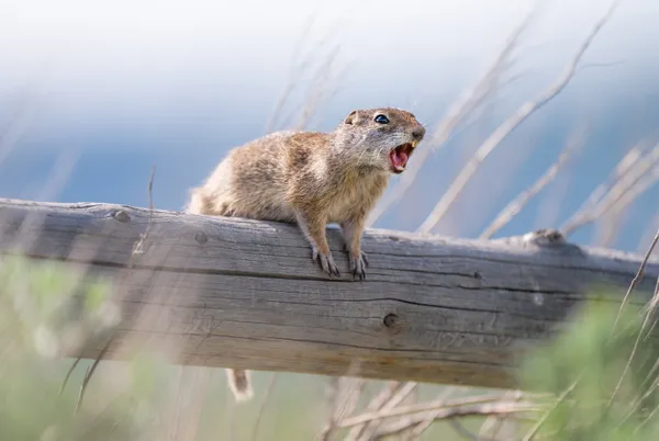 Alarm Call thumbnail