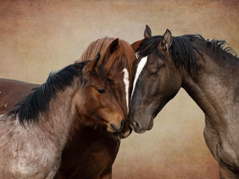 Family of wild horses | Smithsonian Photo Contest | Smithsonian Magazine