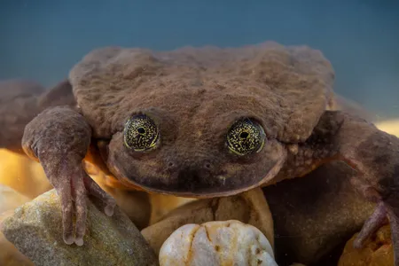 Meet Juliet, a Sehuencas water frog recently collected from the Bolivian cloud forest.