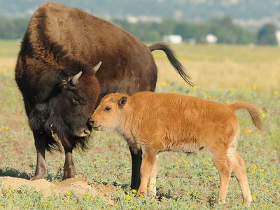 A mother and baby bison in the Rocky Mountain Arsenal National Wildlife Refuge.