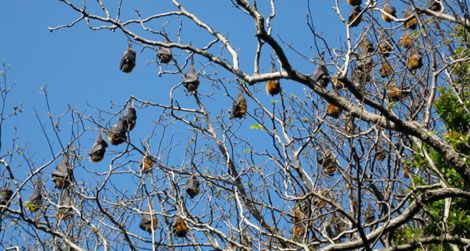 Flying foxes roost in the trees in Sydney's Royal Botanic Gardens in 2008.