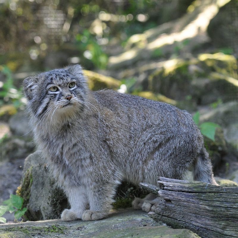 Pallas Cat  Manul cat, Pallas's cat, Wild cat species