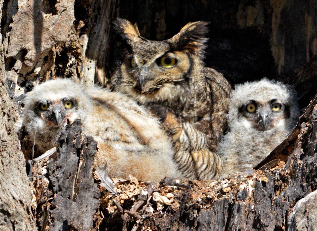 A Mother Great Horned Owl And Her Newborn Owlettes. 