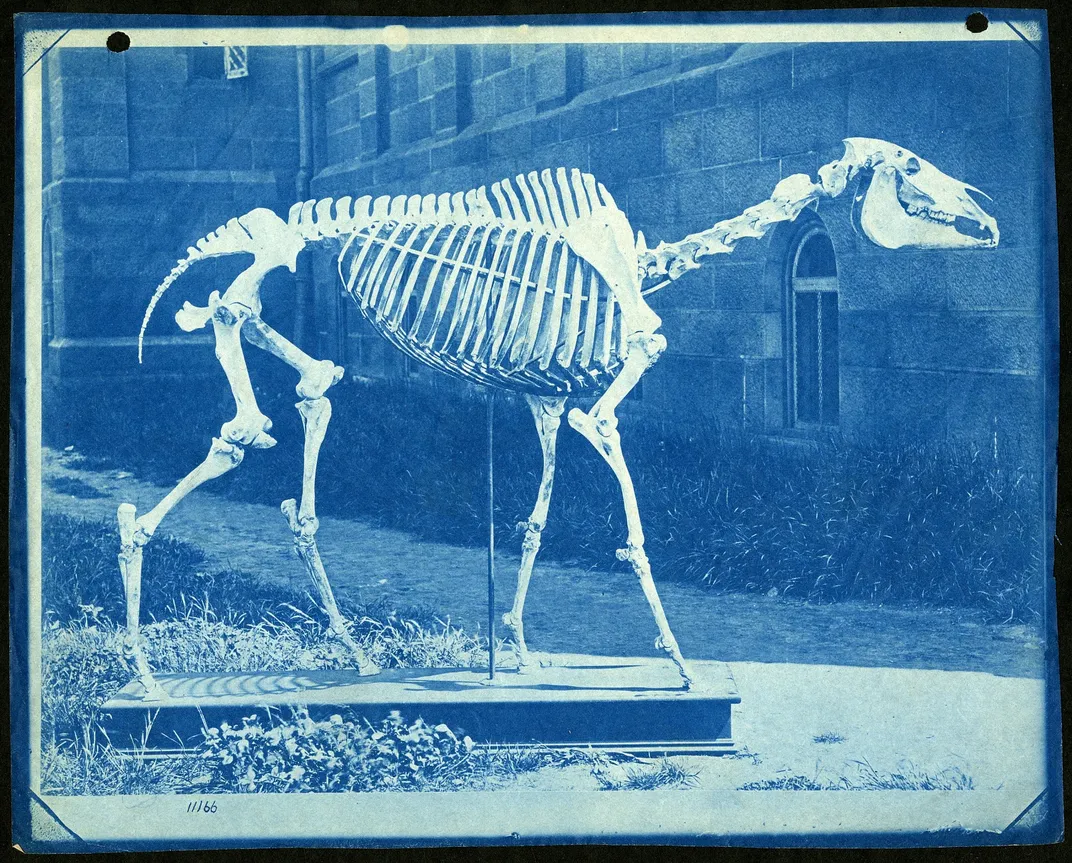 Skeleton on view at the Castle