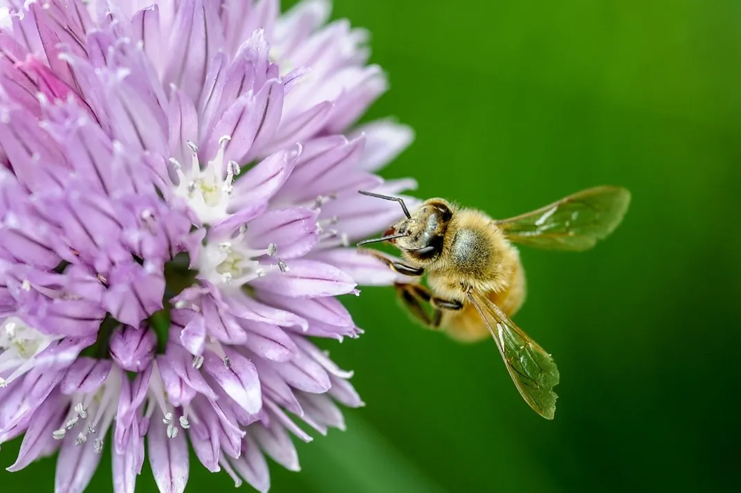 Yellow bee on purple flower