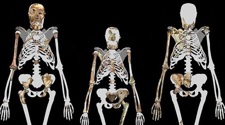 Skeletons of Australopithecus sediba (left and right) compared to Lucy (center), or Australopithecus afarensis