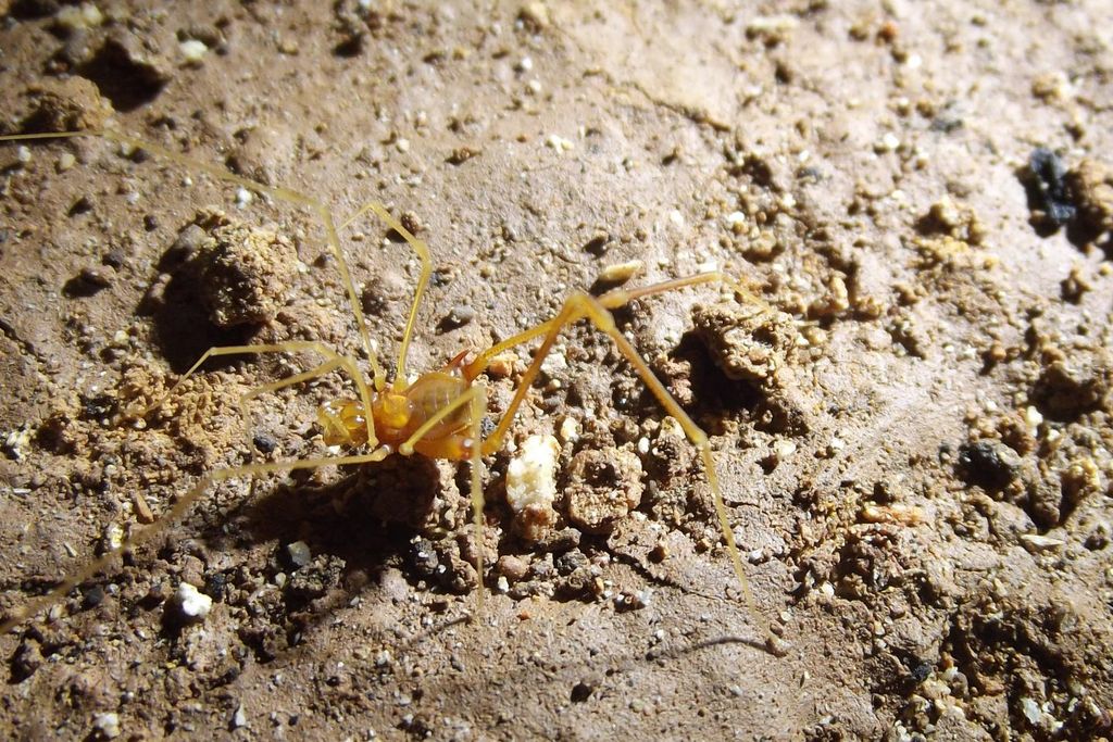 smeagol arachnid