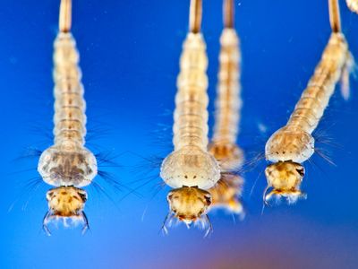 Researchers fed microplastics to mosquito larvae in the lab.