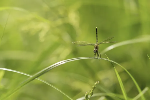 Green Skimmer Dragonfly thumbnail