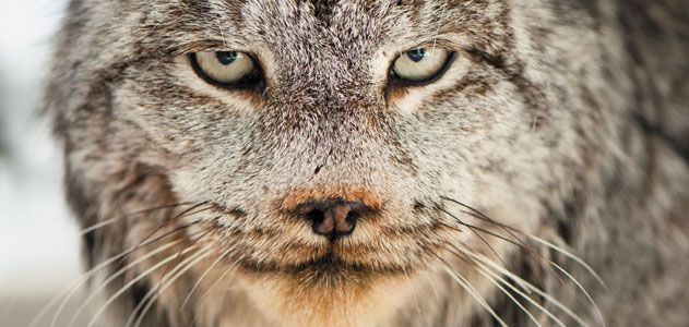 Lynx in Montana