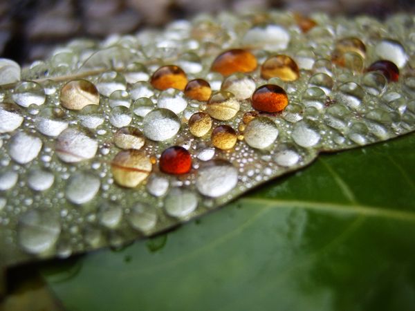 Colored drops on a leave thumbnail