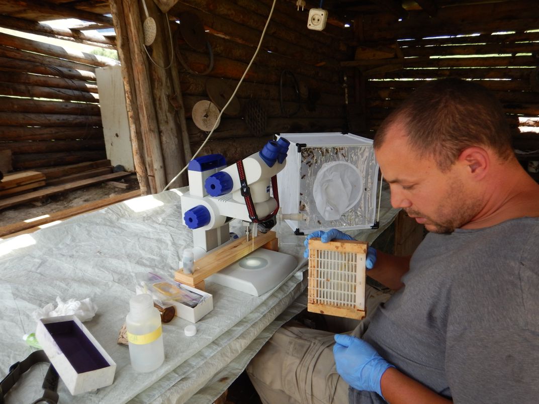 Is the Key to Saving Pollinators … Honey Bee Semen?