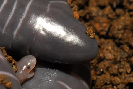Caecilian mothers grow a fatty layer of skin that their babies tear off with specialized teeth and eat.
