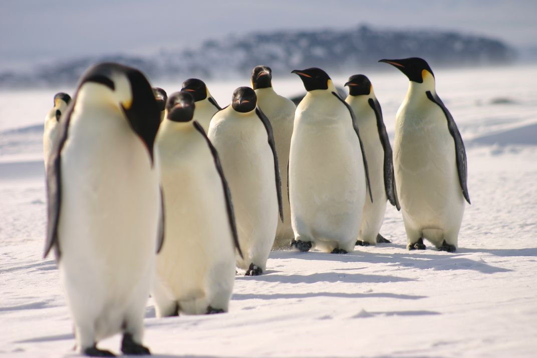 Emperor Penguins