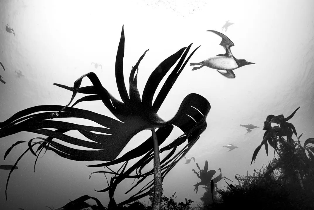 black and white seabirds, one nearby and shown in detail, appear to fly through water above kelp-like plants. The whole image is in black and white