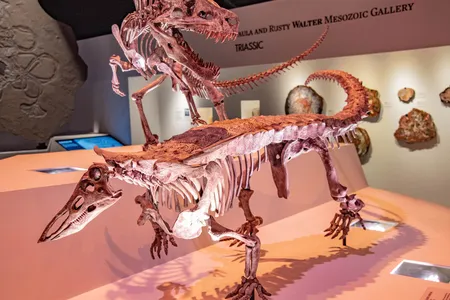 Many of the reptiles that thrived during the Triassic were crocodile relatives that dinosaurs would later mimic through evolutionary happenstance, such as Postosuchus (back) and Desmatosuchus (front).