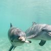 Watch Dolphins Outsmart Crab Traps in First-Ever Footage icon