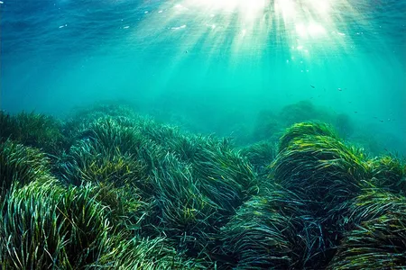 One of the oldest living organisms on Earth is a colony of Neptune grass in this vast meadow of the plant in the Mediterranean Sea.