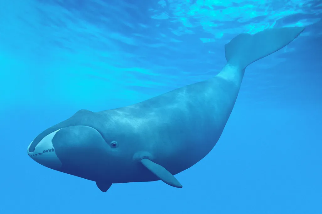 Bowhead Whale