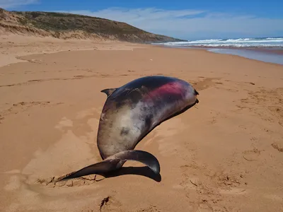 The body of a young female beaked whale washed ashore in South Australia