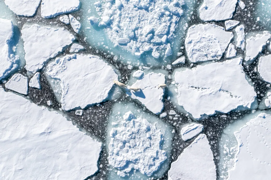 A mother polar bear and her cubs leave paw prints in the show as they travel across bergy bits