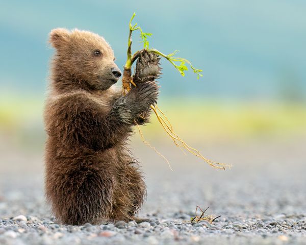 Bear Cub exploring thumbnail