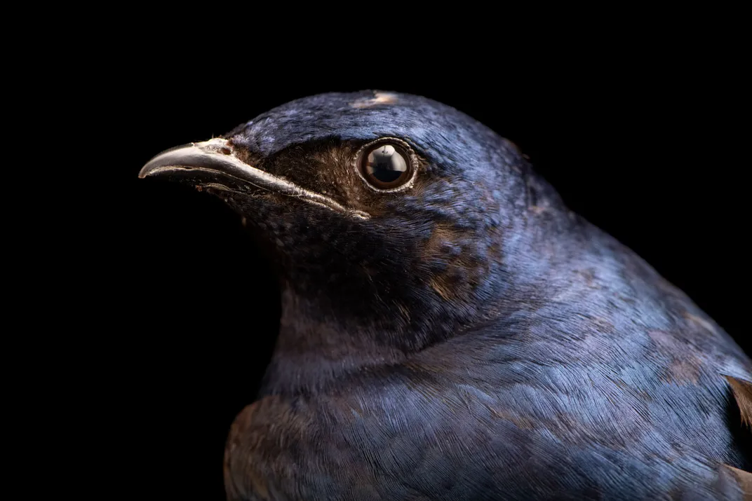 a close-up shot of a male purple martin's head and chest