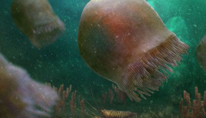 These 508-Million-Year-Old Fossils May Be Earth’s Oldest Swimming Jellyfish