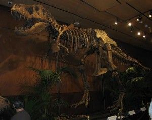 20110520083150Tyrannosaurus-Rex-skeleton-Samson-520-300x237.jpg