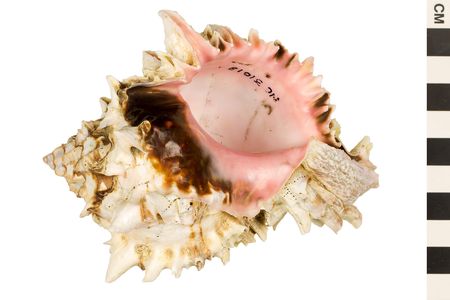 The inside of a lumpy white and brown seashell is smooth and pink.