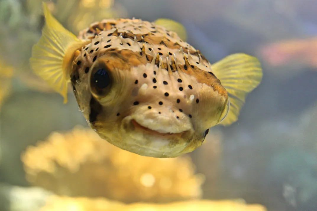 Say Cheese! Smile of a Pufferfish | Smithsonian Photo Contest ...