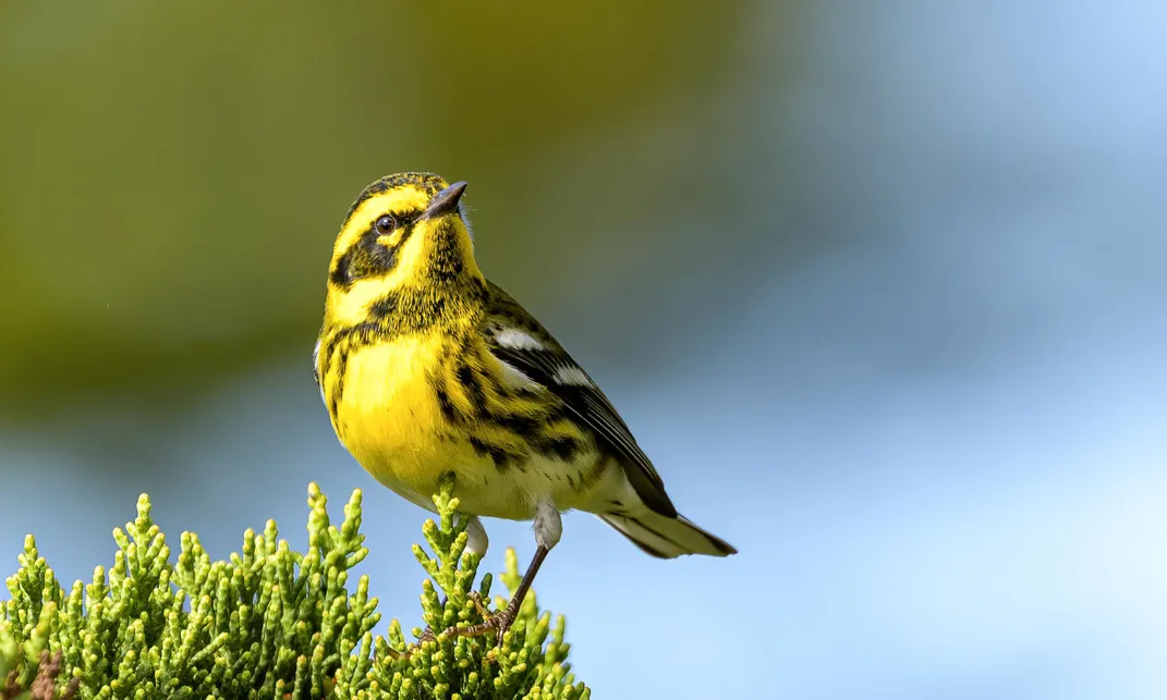 Townsend's Warbler perched on a bush with background blurred